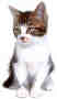 Katze